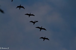 IMG_1661