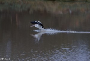 IMG_1709