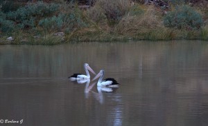 IMG_1743