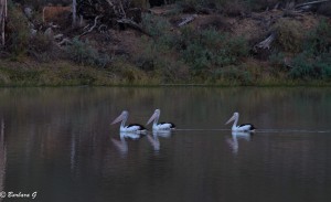 IMG_1756