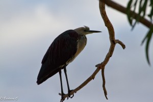 IMG_1841