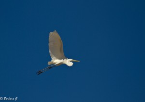 IMG_1954-2