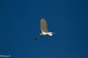 IMG_1954