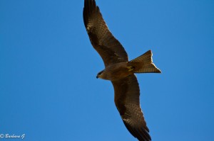 IMG_1984