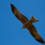 IMG_1985