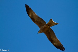 IMG_1985