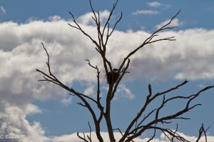 IMG_2008