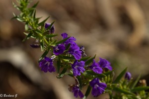 IMG_2115