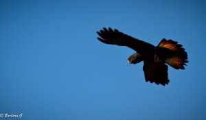 IMG_2288