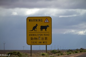 IMG_2616