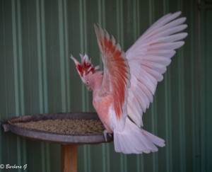 Woomera