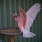 Woomera