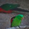 Woomera