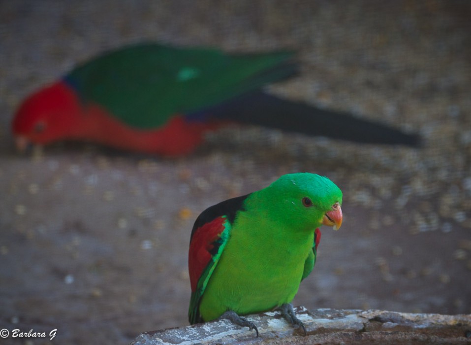 Woomera