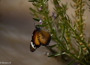 IMG_2845