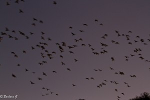 IMG_2927