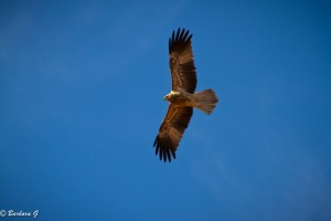 IMG_3034