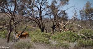 Dingo just inside the NT border with the eagles