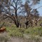 Dingo just inside the NT border with the eagles