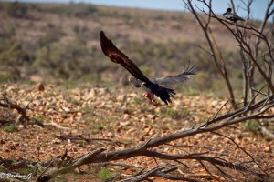 wedge tail eagle with his kill