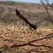 wedge tail eagle with his kill