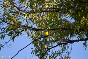 IMG_3544