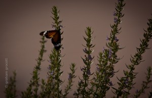 IMG_5336
