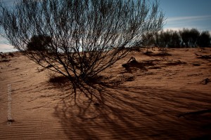 IMG_5358