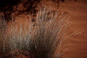 IMG_5429