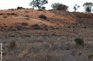 wild life