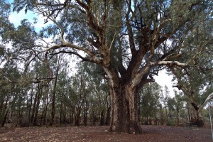 giant gum tree
