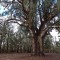 giant gum tree