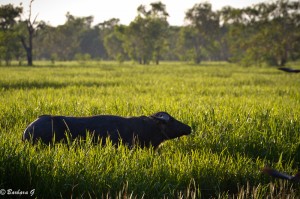 IMG_0011