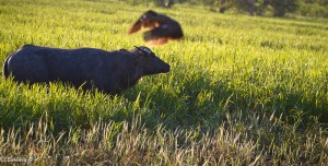 IMG_0013