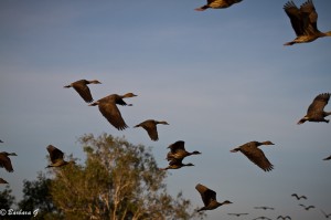 IMG_0022