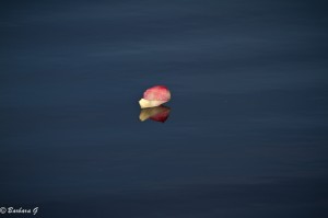 IMG_0090