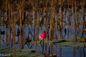 IMG_0094