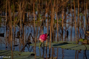 IMG_0095
