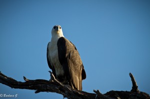 IMG_0134