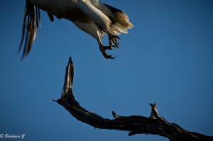 IMG_0137