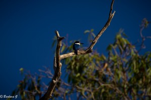 IMG_0171