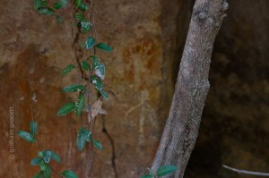 IMG_0181