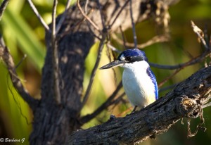IMG_0255