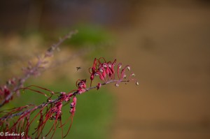 IMG_0278