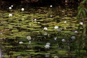 IMG_0309