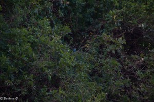 IMG_0385