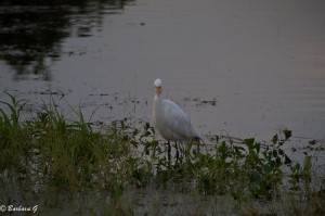 IMG_0396