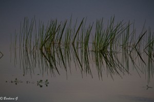 IMG_0426
