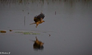 IMG_0440