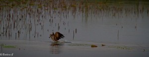 IMG_0446